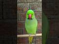 Mitthu Kaise Baitha Hai Kya Hua #parrot #youtubeshorts #shortsfeed #trendingshorts #birds #lover