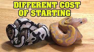 How much to invest in BALL PYTHONS to start. A little $, or a LOT OF $$$? Which is right for YOU?