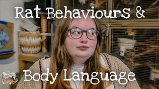 Why is my rat doing that? | Rat Behaviours and Body Language 