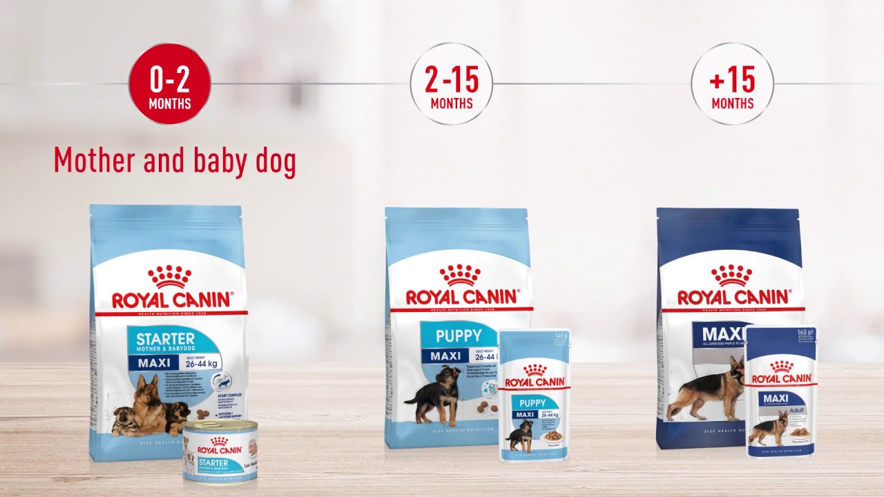 Royal Canin | Size Health Nutrition | Maxi - YouTube
