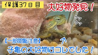【アカピッピミシミシガメ】子亀の新たな大好物を発見!? 子亀が○○○を貪り喰いました。 捨てカラス&無視猫&無視姐御&見逃し犬 20200722、カラス&四つ足カルテット