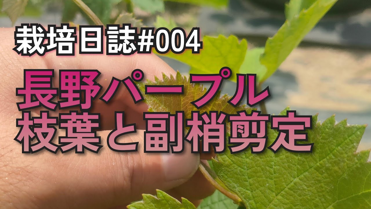 ぶどう栽培日誌#004 ナガノパープルの枝葉の管理
