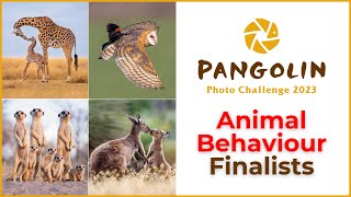 Animal Behaviour. Wildlife Photography Competition Finalists