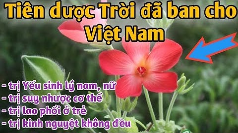 Bài thuốc trị ysl, Suy nhược cơ thể, kinhnguyệt không đều. PHAN HẢI channel.