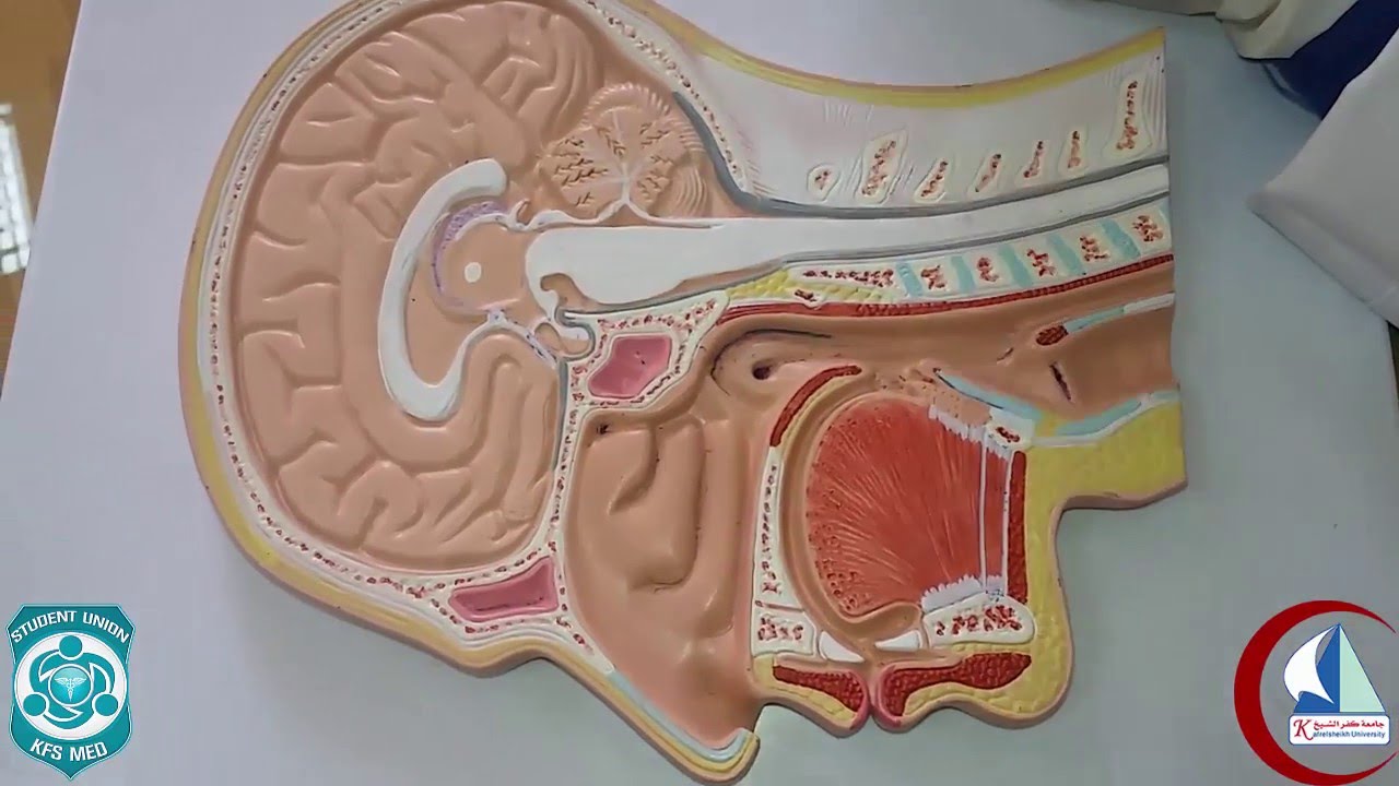 Sagital section in head & neck ( Model) | Practical anatomy 2nd year