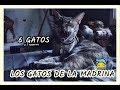 ¡¡GATOS!! - Nuestros Ahijados - ¿Por que NO tenemos gatos?