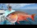 Monster mutton snapper catch clean  cook