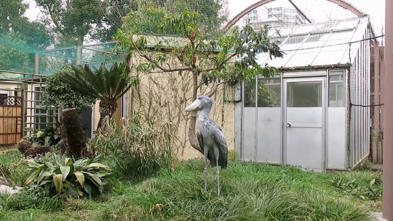 shoebill、ハシビロコウ飛ぶ