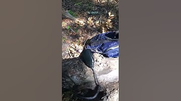 My portable ham radio setup with speaker wire antenna