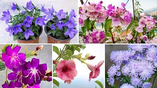 Watch: 10 BEST Blue, Purple & Lavender Color Flowers!