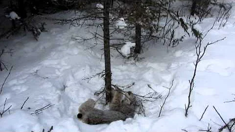 2012 - 2013 Trapping Season with Bob Bearman