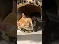 Kittens in Deep Sleep Mode💤 疲れすぎた子猫たち🐾　#cat #catlover #shorts #猫のいる暮らし