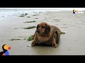 Obese Dachshund Loses 50 Pounds - OBIE | The Dodo