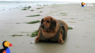 Obese Dachshund Loses 50 Pounds  OBIE | The Dodo