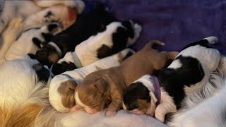 Robin's Puppies are 1 week old today! by Red Barn Cavaliers 392 views 7 months ago 2 minutes, 26 seconds