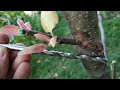 grafting Apple and pear trees with a drill