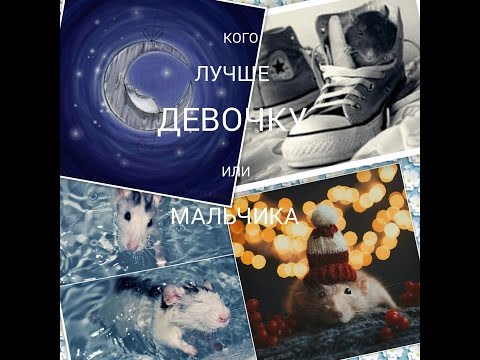 ГДЕ ЛУЧШЕ ПОКУПАТЬ КРЫСУ ?(КОго ЛУЧШЕ взять ДЕВОЧКУ ИЛИ МАЛЬЧИКА )