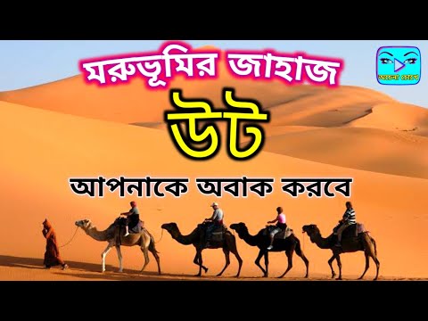 ভিডিও: মরুভূমির জাহাজ: 19 এবং উট সম্পর্কে একটি আকর্ষণীয় তথ্য