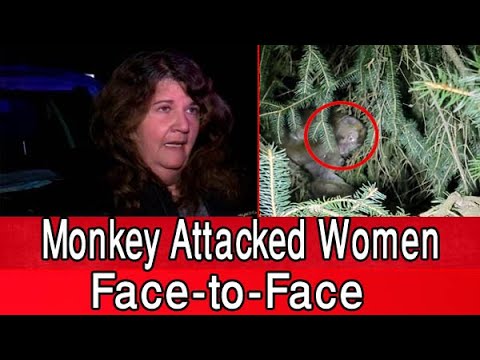 Woman who came face-to-face with lab monkey after truck crash ...