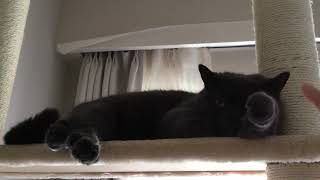 眠りそうな猫　Cat almost sleeping by Susuki 164 views 3 years ago 1 minute, 39 seconds