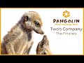 Twos Company Finalists from the Pangolin Photo Challenge