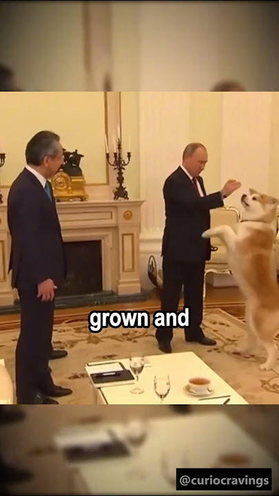 Why Putin Rejected a Dog Gift from Japan? #putin #dog #doglover
