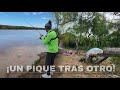 Muchisimo pique una boga tras otra hasta dobletes hermosa pesca en zarate variada y campamento