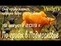 По грибы в Подмосковье 15 августа 2019 г. Спад продолжается, набрать ведро уже проблема