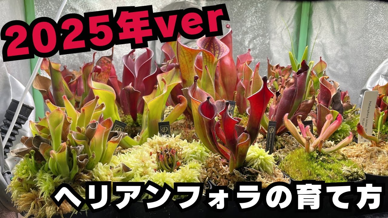 ヘリアンフォラ　Heliamphora 交配種 Heliamphora heterodoxa hybrids from BCP #1