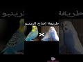 إنتاج البادجي الرينبو بأقل كلفة إنتاج البادجي الرينبو بأقل كلفة