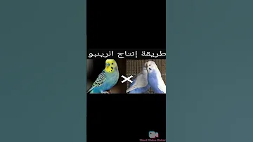 إنتاج البادجي الرينبو بأقل كلفة 