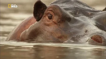 In quale continente vive l'ippopotamo?