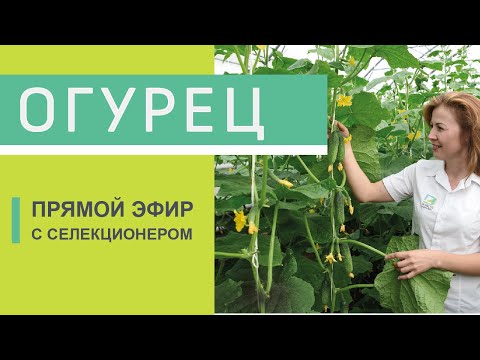 Сорта и гибриды огурца.