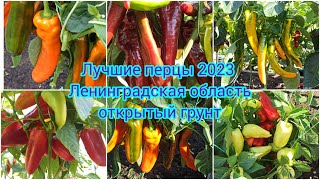 Урожай перца в открытом грунте сезона 2023 года в Ленинградской области