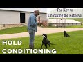 Hold Conditioning: Gun Dog Delivery Without Forced Fetch