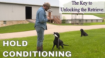 Hold Conditioning: Gun Dog Delivery Without Forced Fetch