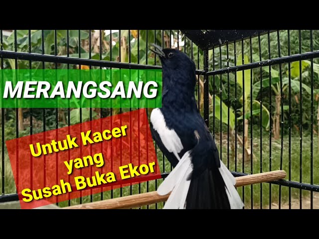 Pancingan KACER GACOR BUKA EKOR untuk Kacer yang Susah Buka Ekor class=