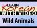 Learn Korean with Video - Wild Animals