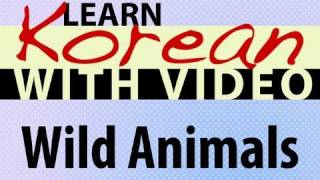 ⁣Learn Korean with Video - Wild Animals