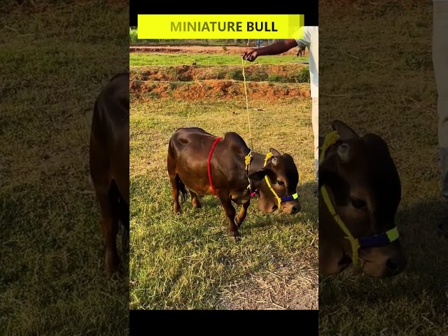 Mini Bull Breeding Bull  #india  #cow #minicow #tiktok #farming #smallcow #funny #animals #reels