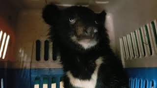 Laos Rescue #101, the Birdcage Bear Cub