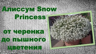 Алиссум Snow Princess от черенка до пышной цветения.