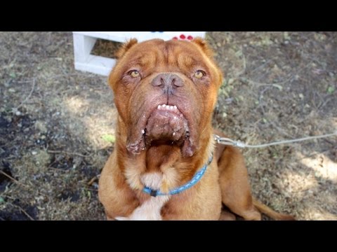 French Mastiff With Ears and Tongue Cut 