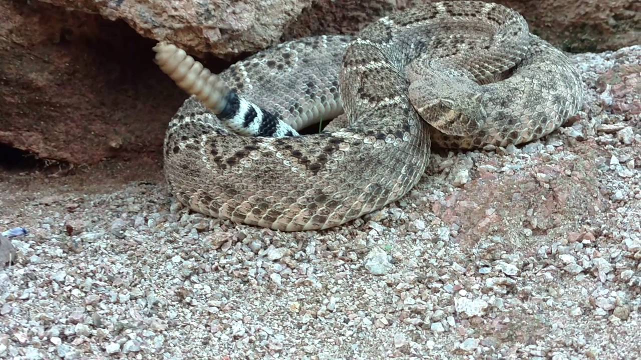 Western Diamondback Rattlesnake attacks camera YouTube