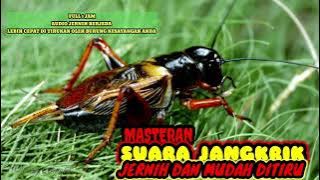 MASTERAN SUARA JANGKRIK ALAM ♦️ JERNIH BERJEDA DAN MUDAH MASUK ♦️