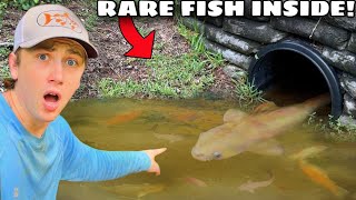 ¡Salvé un pez de un túnel inundado!