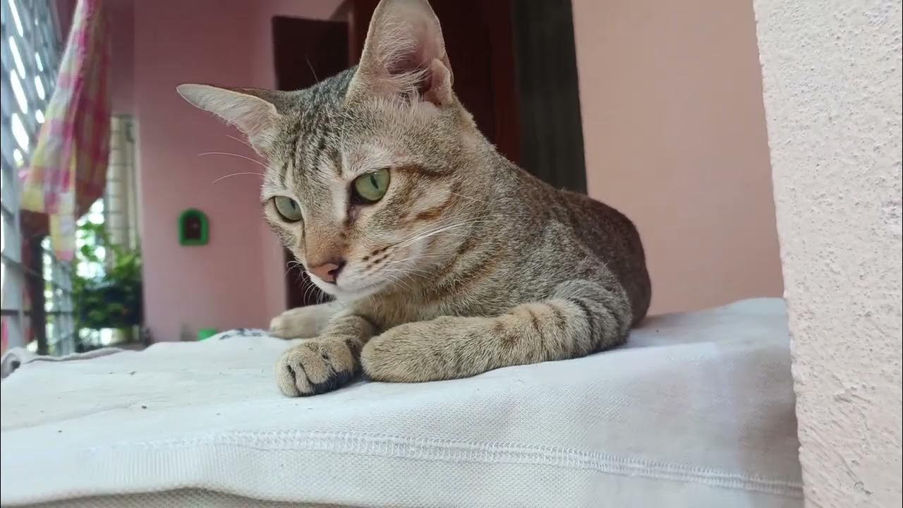 Watch This Cute Cat Steal Your Heart YouTube