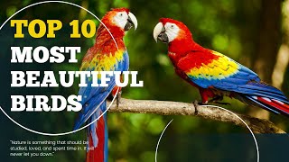 Dreamy Data | TOP 10 Most Beautiful Birds by Dreamy Data 767 views 2 months ago 23 minutes