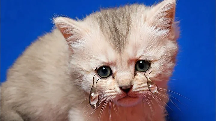 Video 11351851: kittens cutecat catlife catlover, catlovers kitten cats catlife, catlife cutecats funnycats catlove, cute kittens playing