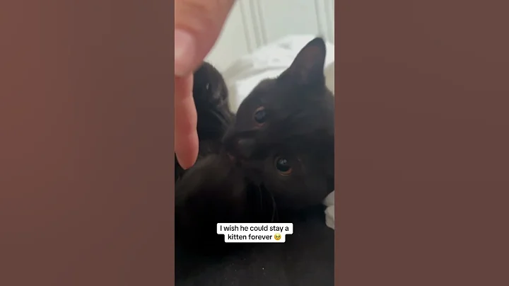 Video 10564111: cat kitty cutecat, cat kitty cute